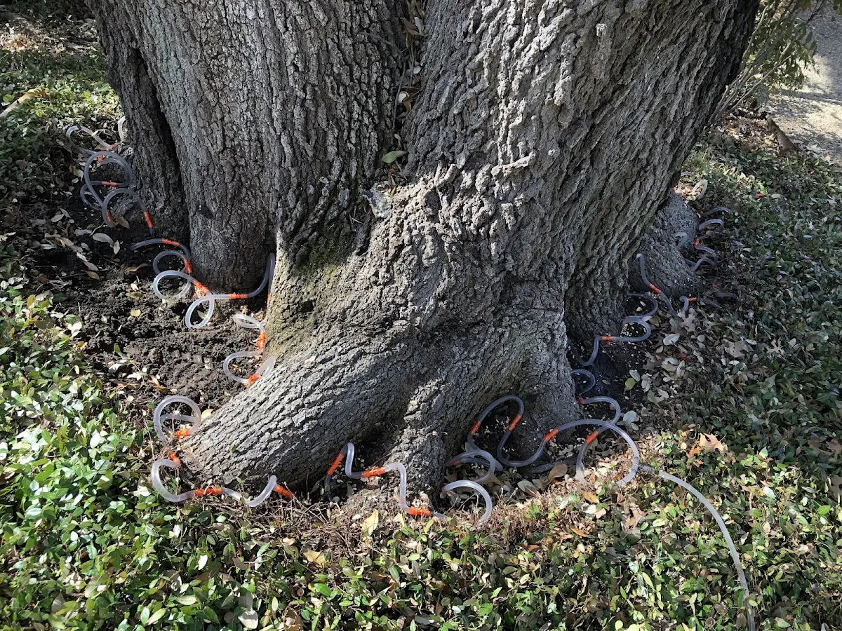 Detailed Tree Cabling and Bracing job site in Hickory Ridge