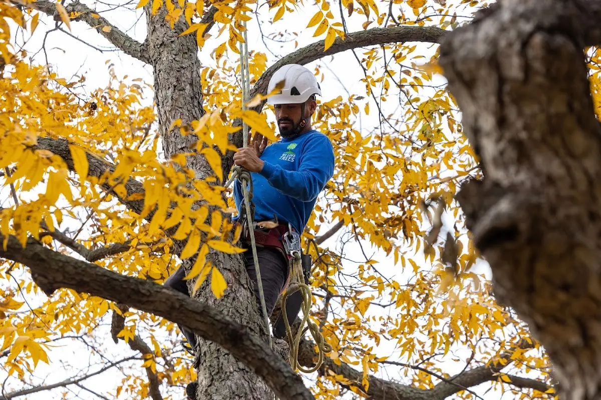 Skilled Tree Transplanting crew working in Hickory Ridge